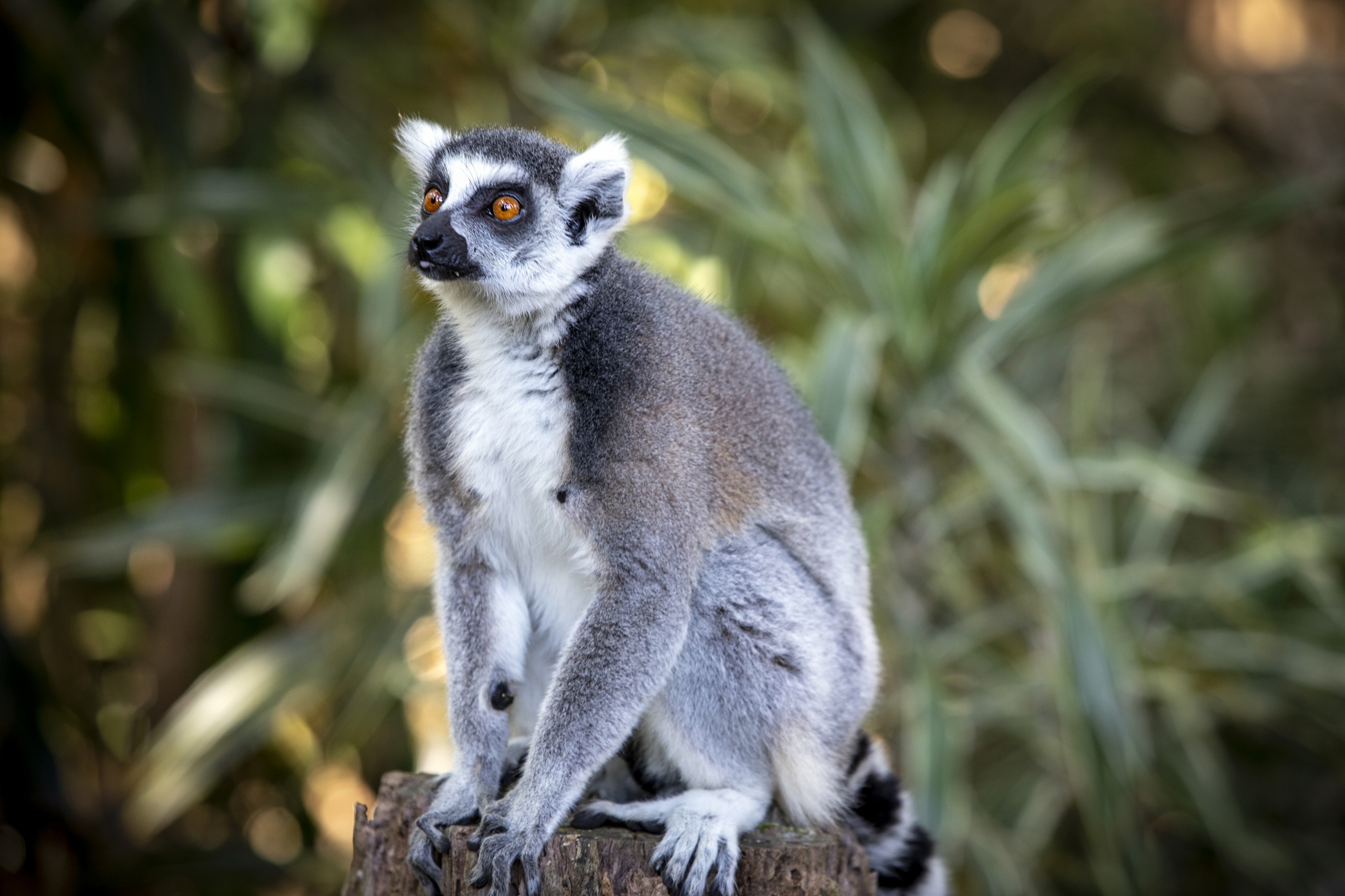 Vatobe the Ring Tailed Lemur cuddled up with another Lemur.