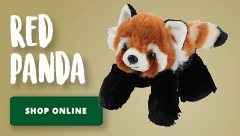 Red Panda Plush Toy