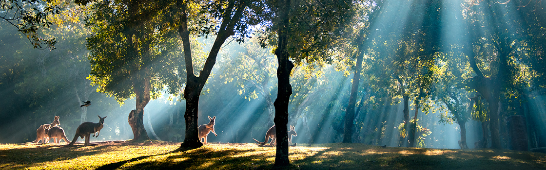 Kangaroos standing between trees with sun coming down through leaves.