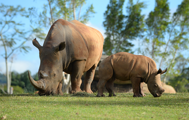 Rhinos in their Africa exhibit.