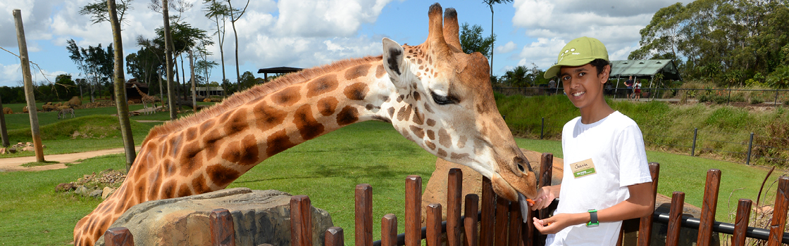 Visitor feeding a Giraffe.