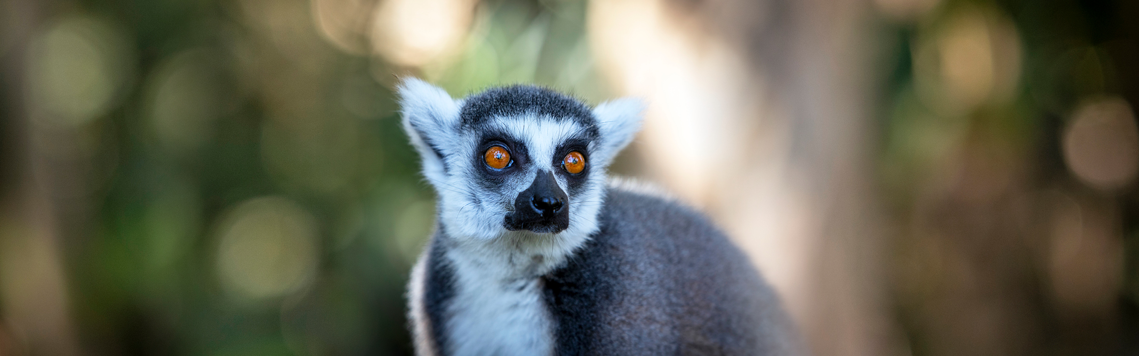 7387_Adopt_An_Animal_Lemur_HP_2240x700