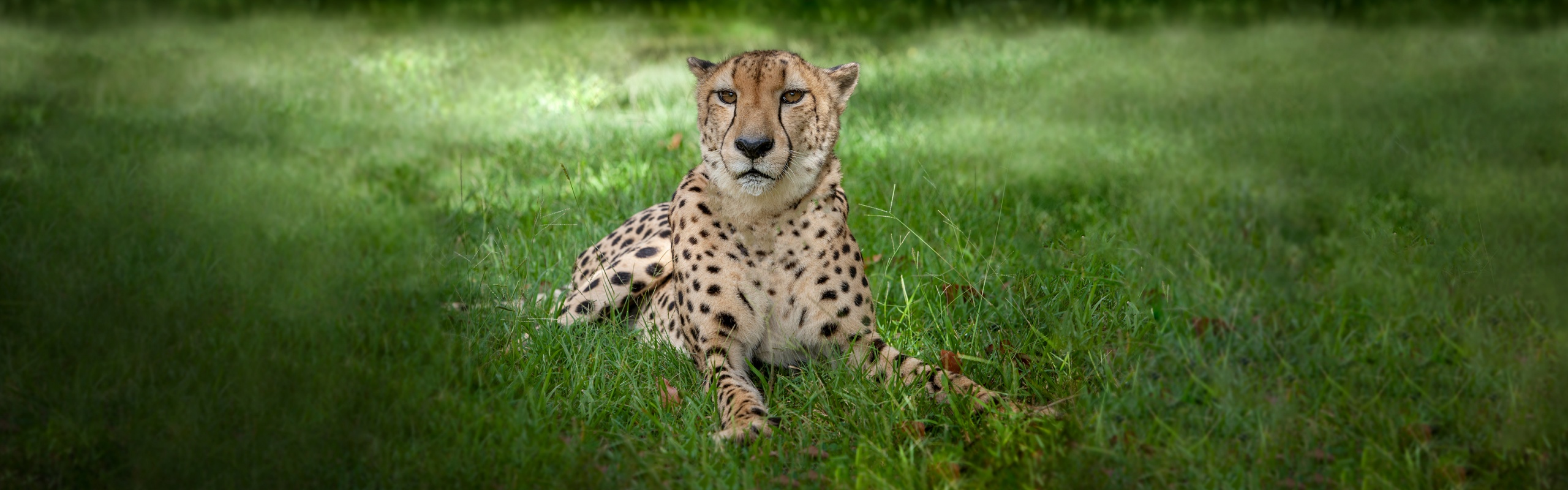 8205_William the Cheetah