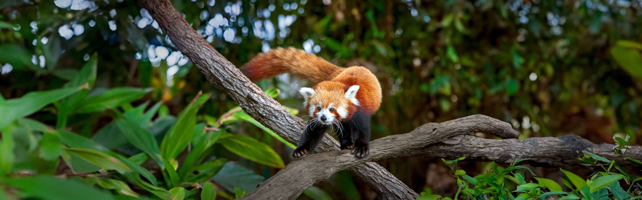 RED_PANDA_TEDDY_ADOPTION_WEB_PAGE_Desktop