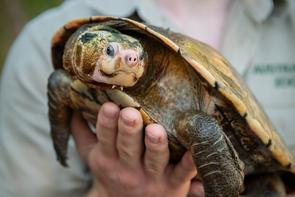 Robert Irwin holding turtle