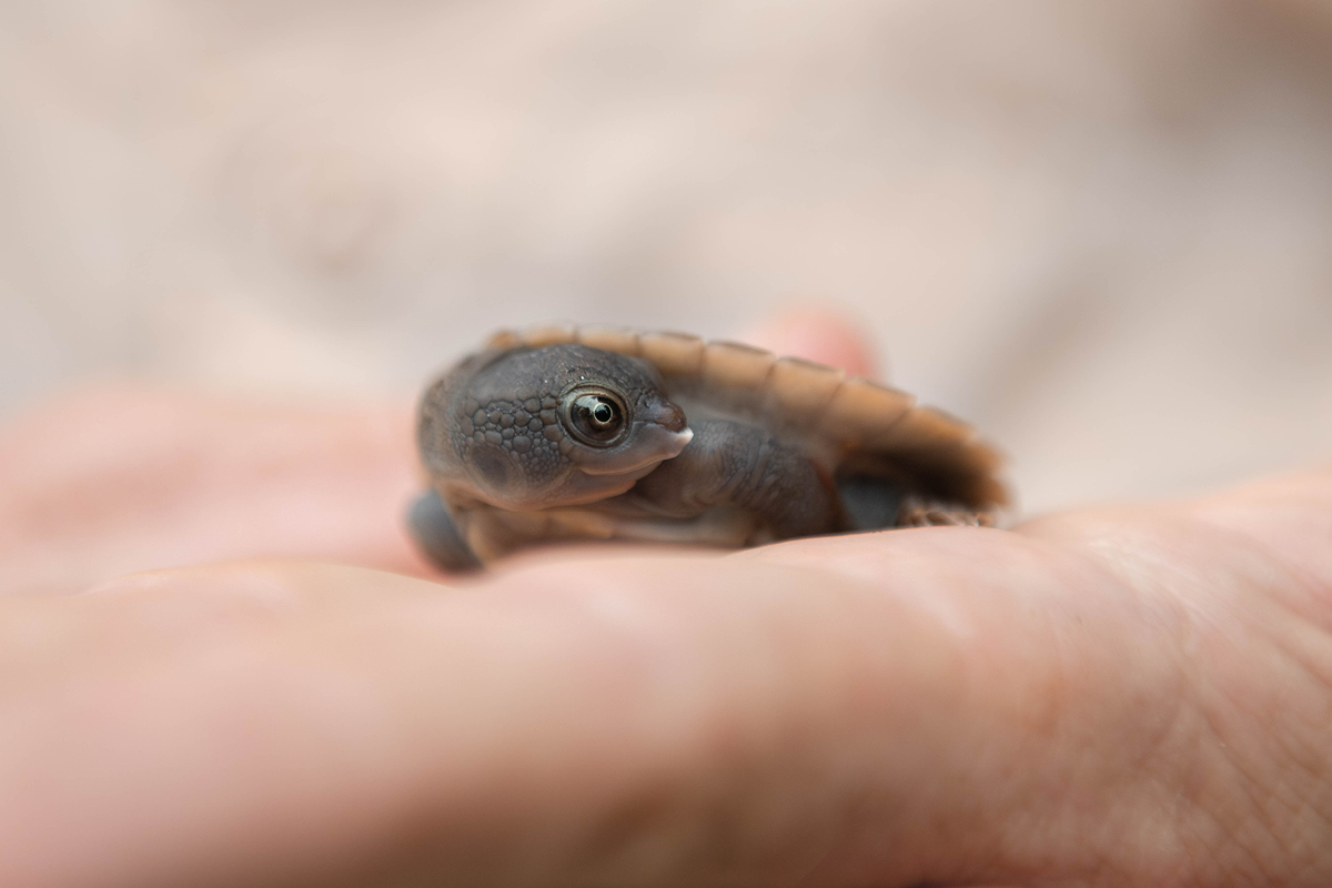 Irwin Turtle hatching