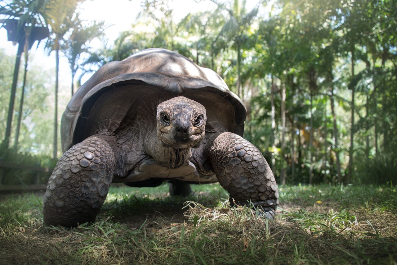 A Tortoise looking directly at the camera.