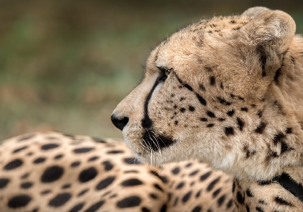 Lawrence the Cheetah laying on grass