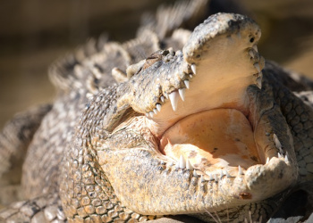 Agro the Saltwater Crocodile with his mouth open showing all his teeth.