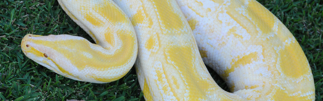 Alimah the Burmese Python on the grass from above.