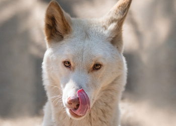 Archie the Alpine Dingo licking his lips.