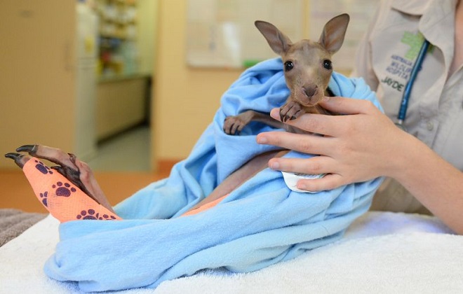 Australia Zoo Wildlife Hopital Patient