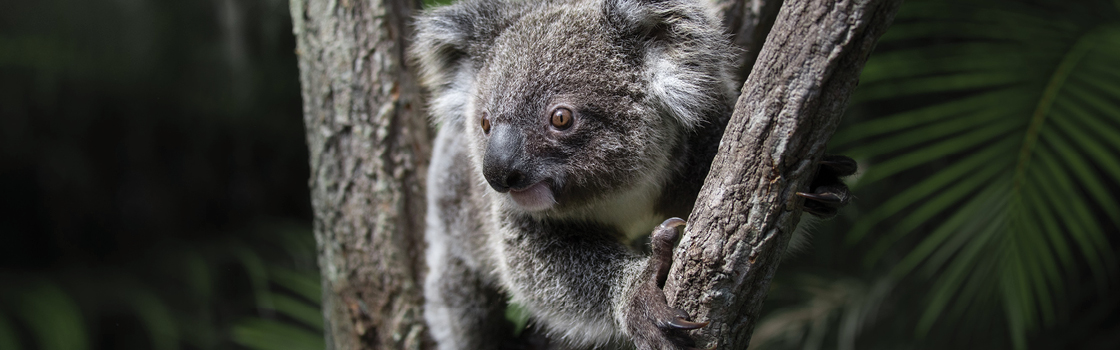 Bert the Koala in between two tree branches looking right.