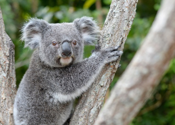 Bert the Koala in a tree looking at the camera.