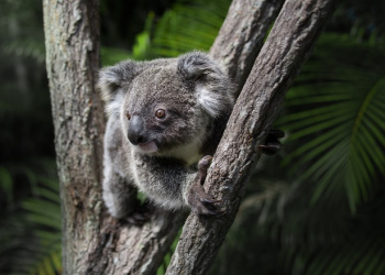 Bert the Koala in between two tree branches looking right.