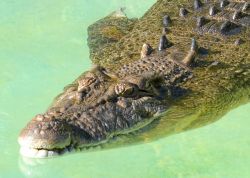 Graham the Saltwater Crocodiles swimming in the water.