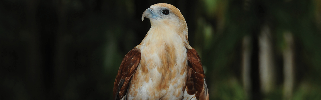 Byron the Brahminy Kite looking to the right.