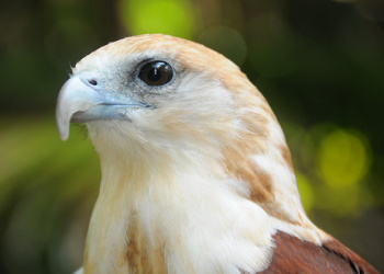 Byron the Brahminy Kite looking to the right at something.