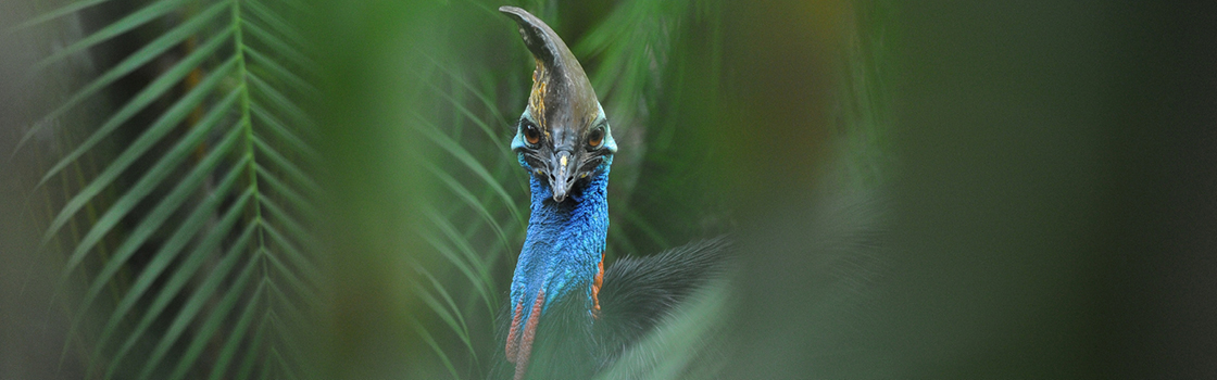 Cassowary from neck up looking at the camera.