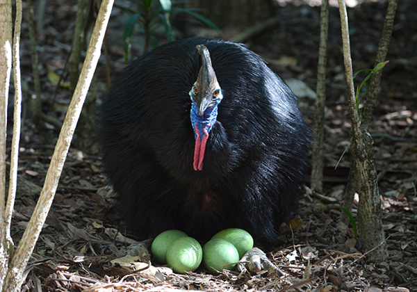 Cassowary sitting on four Cassowary eggs looking at the camera.