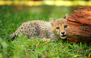 Baby cheetah laying in the grass half behind a red rock.