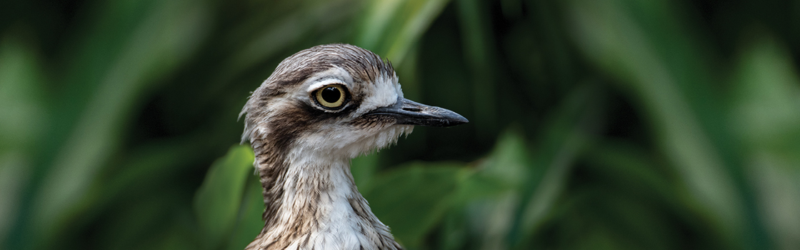 Bush Stone Curlew from neck up looking to the left, greenery in background.