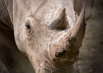 DJ the Southern White Rhino up close to show eye and horn.