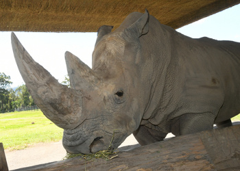 DJ the Southern White Rhino up close in profile view.