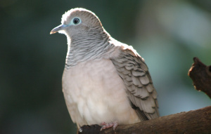 Peaceful Dove on a branch zoomed in to show feathers.