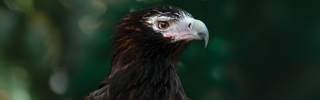 Wedge Tailed Eagle from neck up looking to the left with blurred background.