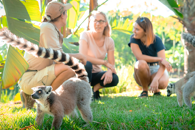 International Education Lemurs