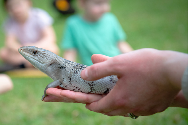 Kindy Education lizard