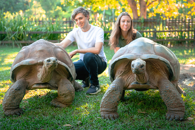 Tertiary Education Tortoises