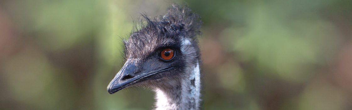 Emu looking to the right cropped in to the head.