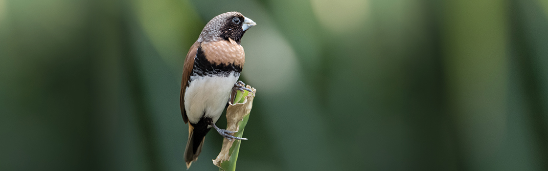 Chestnut Breasted Mannikin Finch standing on green stick with blurred background.