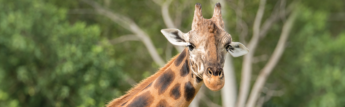 Adopt an Animal Forest Giraffe