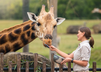 Forest Adopt an Animal Giraffe