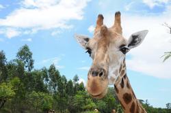 Forest the Giraffe cropped close to the head to show detail.