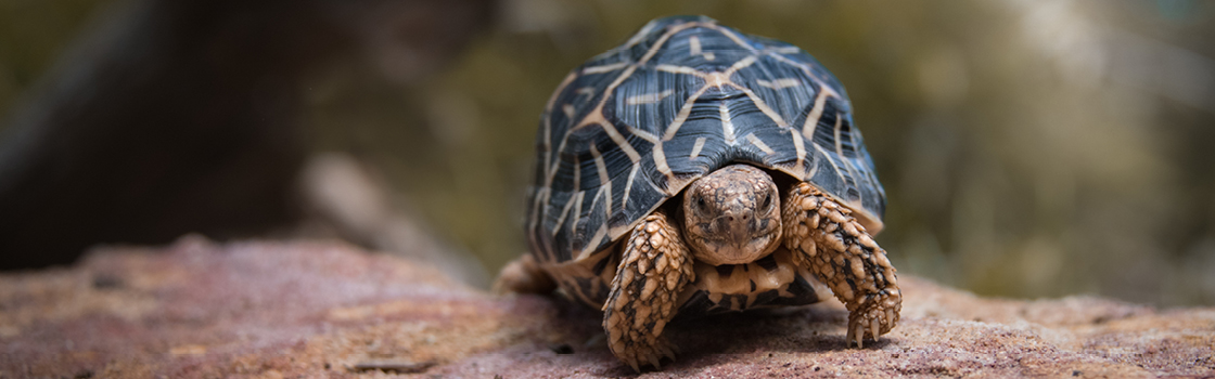 Franklin the Star Tortoise standing on a red rock.