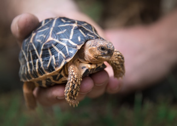 Franklin the Star Tortoise being held by a zookeeper.