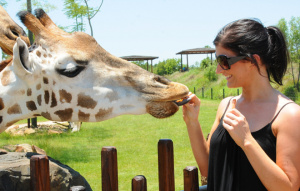 Female visitor feedings a Giraffe.