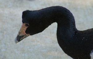 Close up of a magpie goose from neck up.