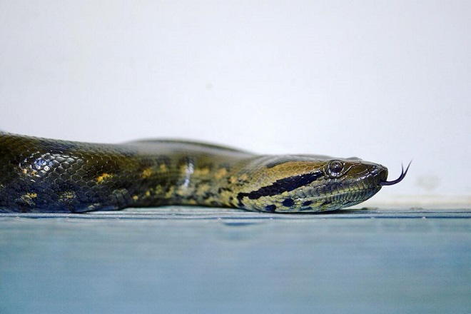 Green Anaconda Australia Zoo