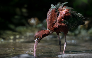 Glossy Ibis drinking water from pond while standing.