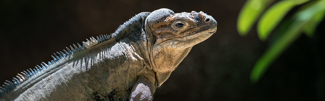 Rhinoceros Iguana in detail with a dark background.