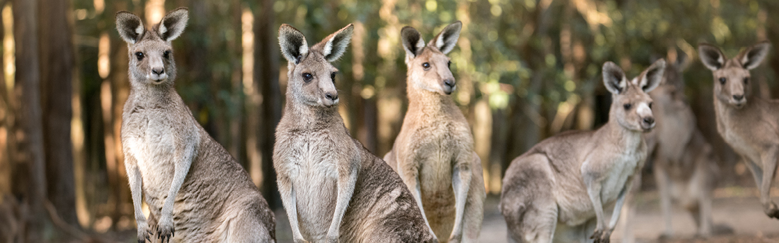 Five Eastern Grey Kangaroos standing and looking into the distance.