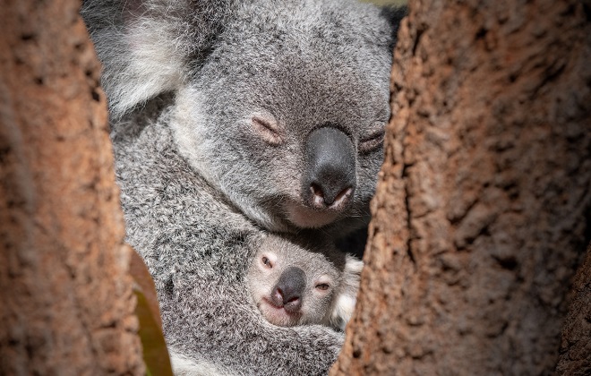 A koala and joey in a tree.