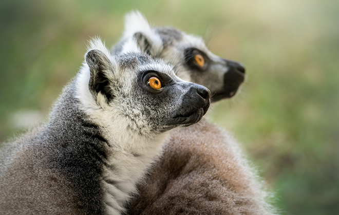 Two Ring-tailed Lemurs looking intently to the sky.