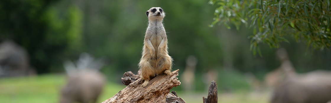 Meerkat perched on a branch looking out.