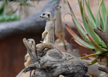 Molly the Meerkat standing on back legs with front paws raised with other Meerkats looking right.